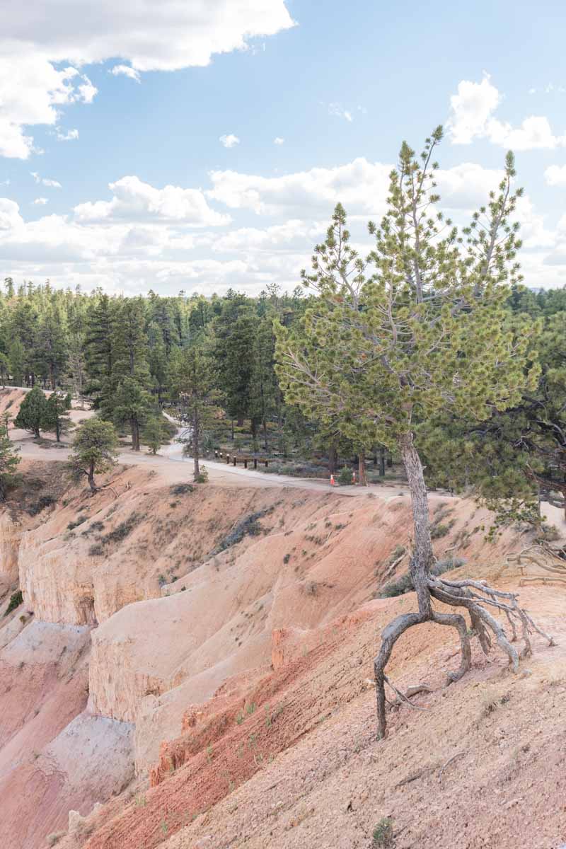 Bryce Canyon National Park Rim Trail 1