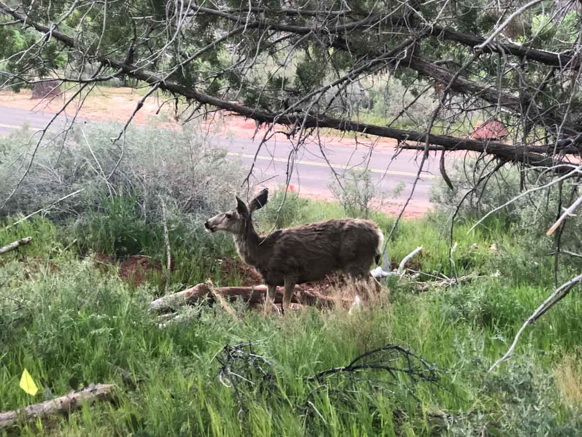 Zion National Park