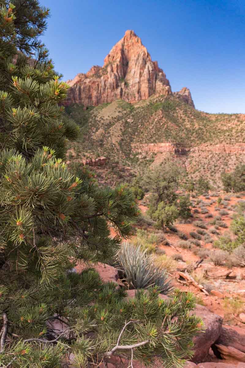 Zion National Park - Watchman Trail Hike -2