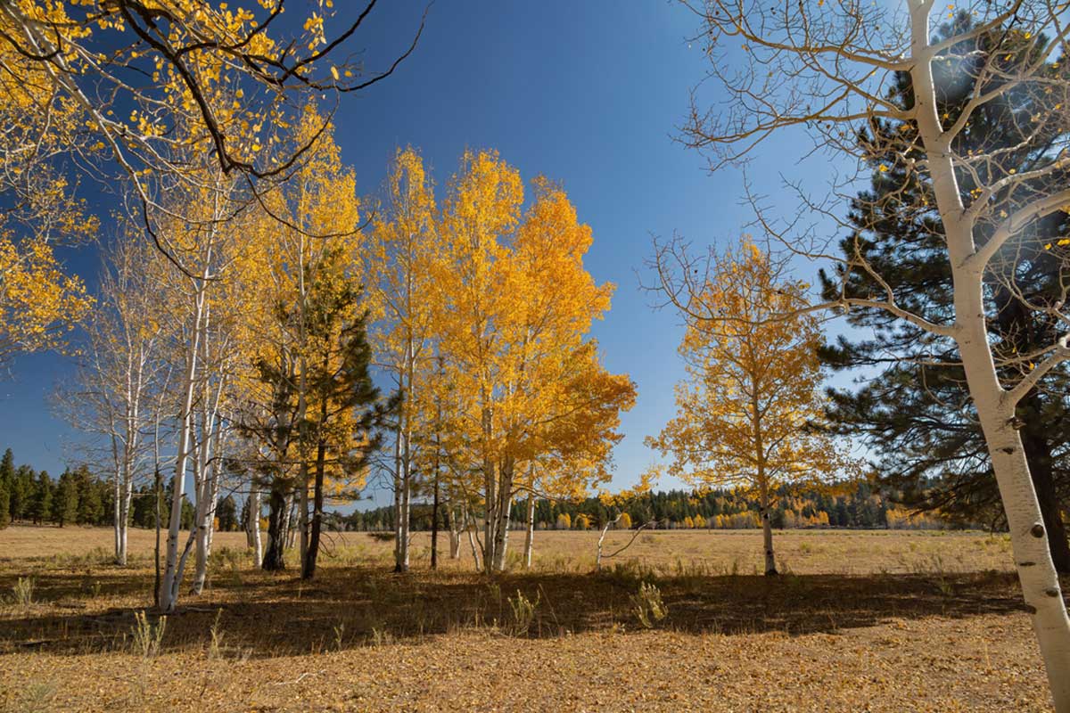 Dixie National Forest Dispersed Camping Area