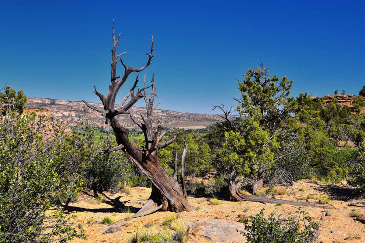 Escalante Petrified Forest State Park