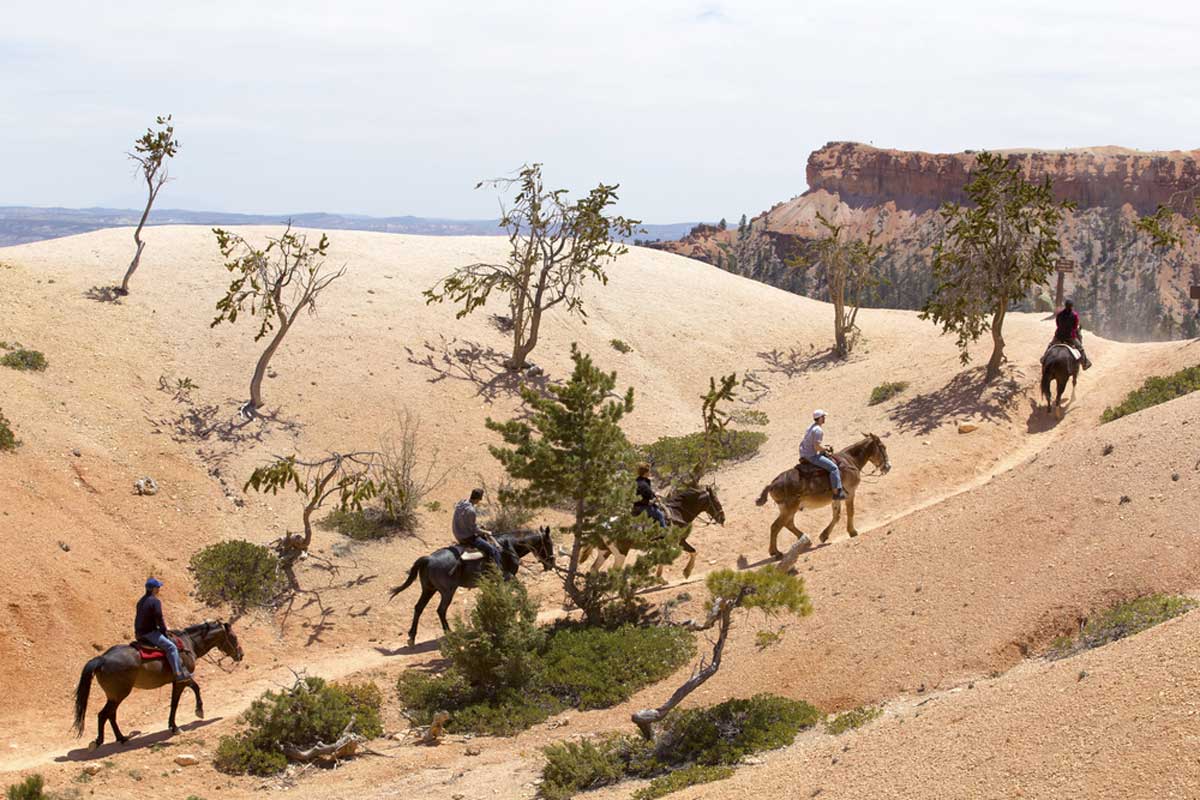 Horseback Canyon Trail Ride