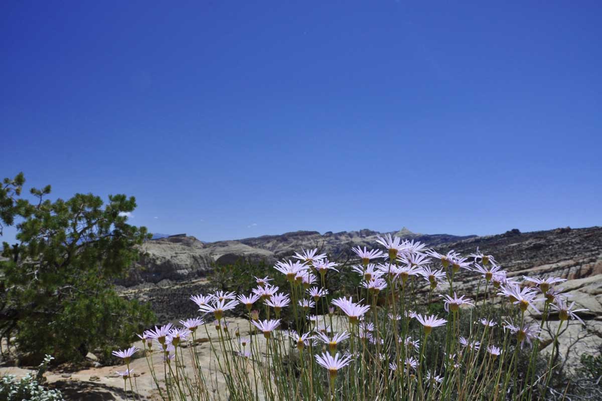 Rim Overlook Trail in Capitol Reef National Park, Utah
