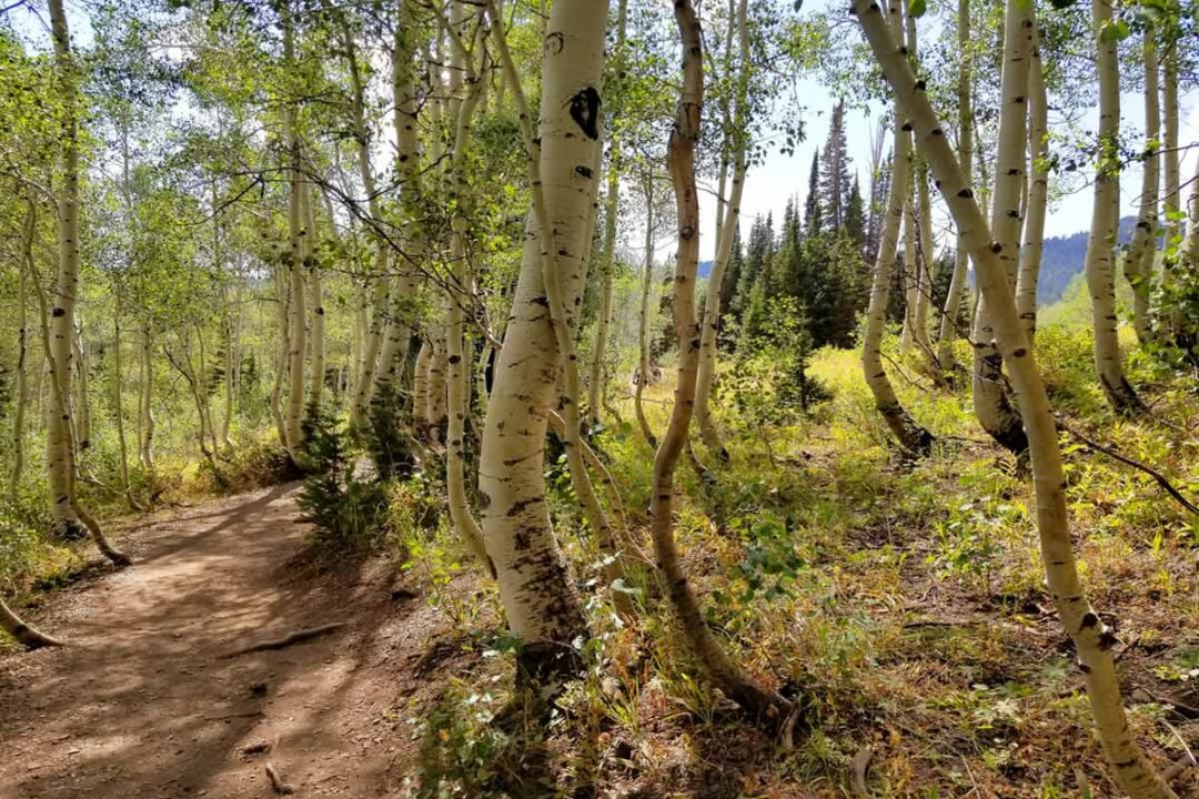 9 Epic Hikes in Park City, Utah Insider's Utah