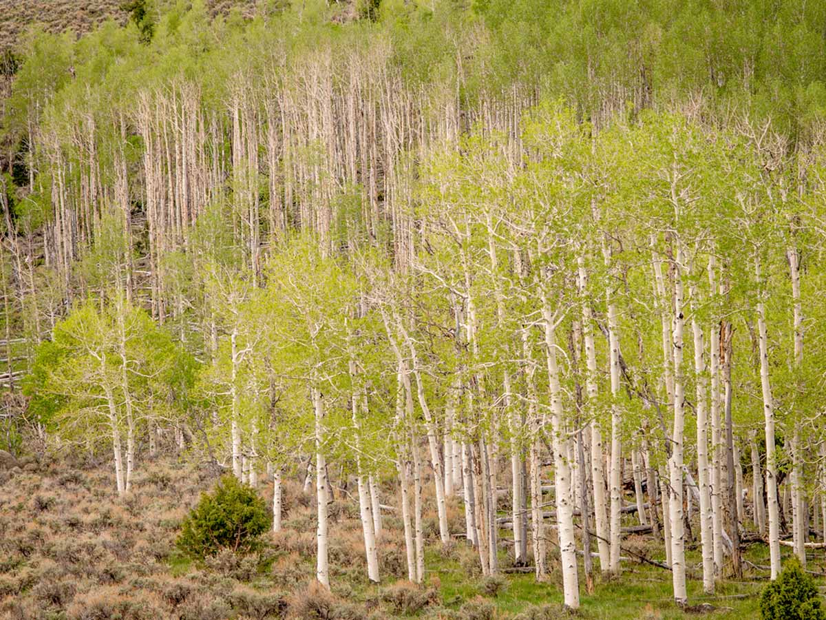 Fishlake National Forest