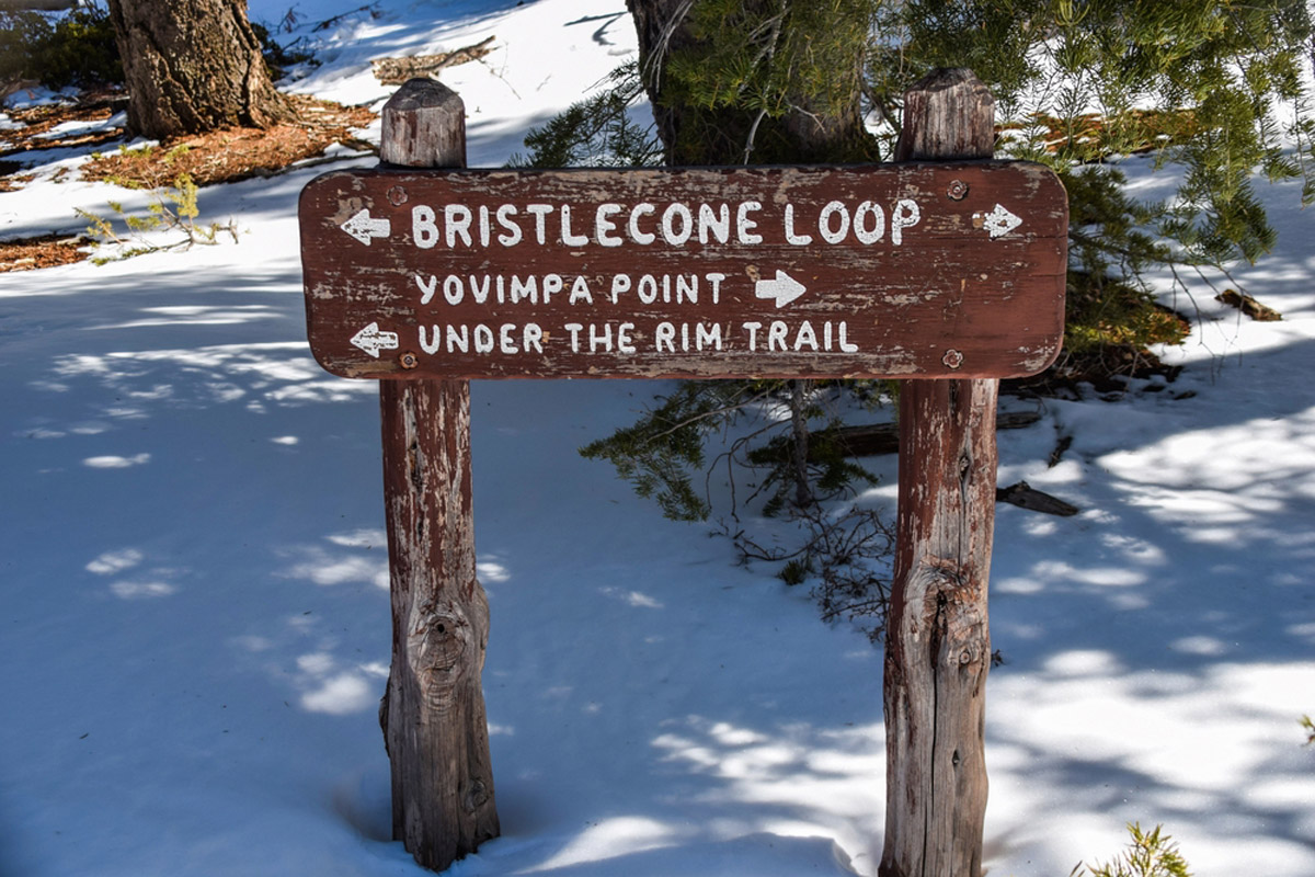 Bristlecone Loop